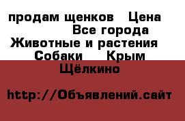 продам щенков › Цена ­ 15 000 - Все города Животные и растения » Собаки   . Крым,Щёлкино